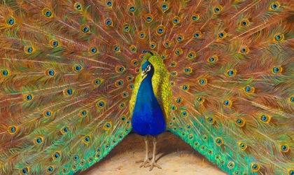 Famous Peacock Art Collection